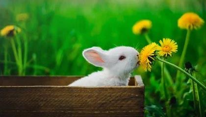 开云登录-新疆男篮官方：退出本赛季比赛！退出CBA联盟！